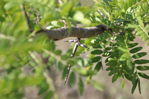 Gleditsia triacanthos (honey locust) (alternate view 3)