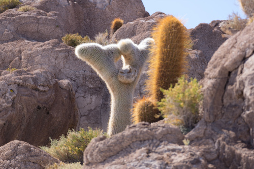 Trichocereus (alternate view 5)