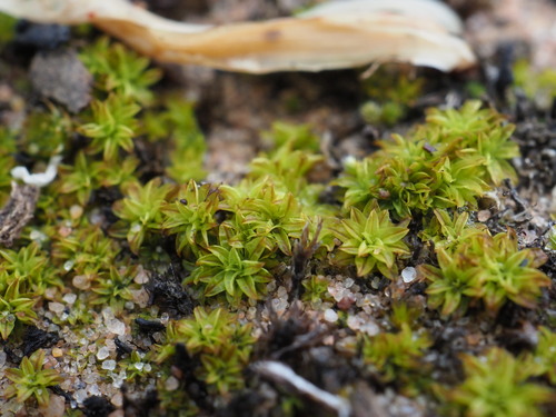 Barbula calycina (alternate view 5)