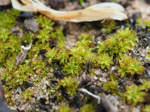 Barbula calycina (alternate view 6)