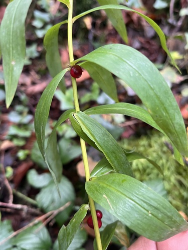 Polygonatum verticillatum (alternate view 6)