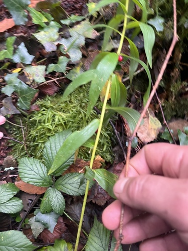 Polygonatum verticillatum (alternate view 7)