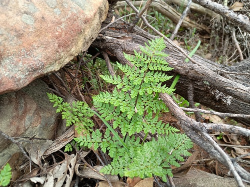 Cheilanthes austrotenuifolia (Rock Fern) (alternate view 2)