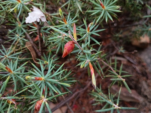 Stenanthera conostephioides (Flame Heath) (alternate view 4)