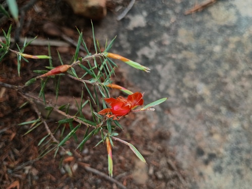 Stenanthera conostephioides (Flame Heath) (alternate view 5)