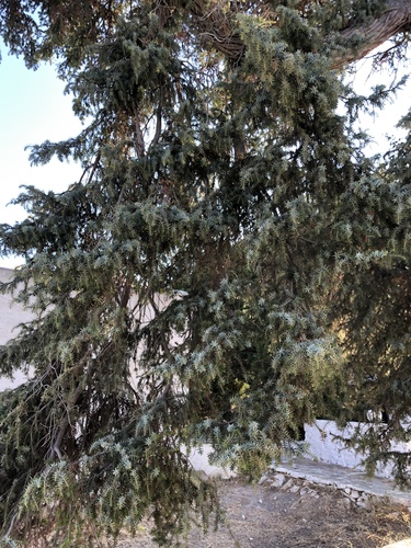 Cedrus libani (cedar of Lebanon) (alternate view 4)