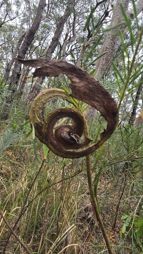 Acacia linifolia (Flax-leaved Wattle) (alternate view 4)