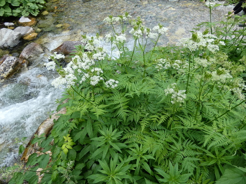 Myrrhis odorata (sweet cicely)
