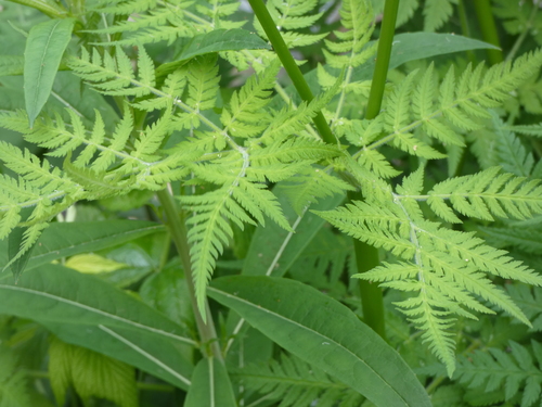 Myrrhis odorata (sweet cicely)