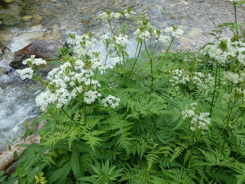 Myrrhis odorata (sweet cicely)