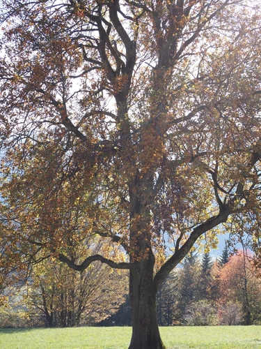 Torminalis glaberrima (Wild Service-tree)