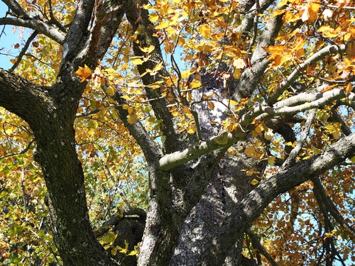 Torminalis glaberrima (Wild Service-tree)