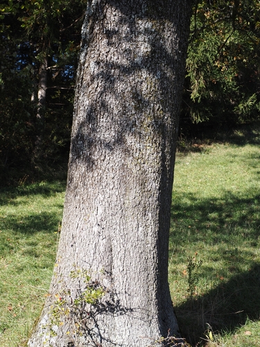 Torminalis glaberrima (Wild Service-tree)