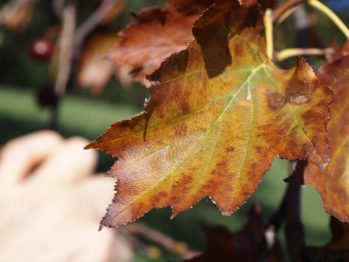 Torminalis glaberrima (Wild Service-tree)