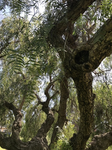 Schinus molle (Peruvian Pepper Tree)