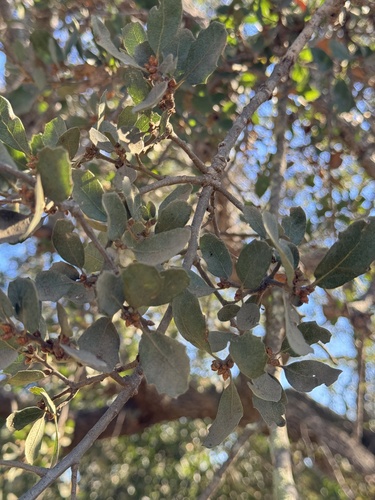 Quercus × alvordiana (Alvord Oak)
