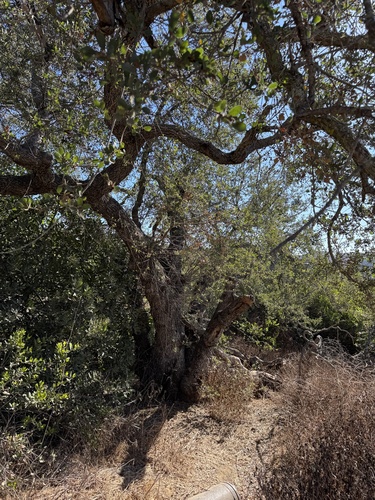 Quercus × alvordiana (Alvord Oak) (alternate view 2)