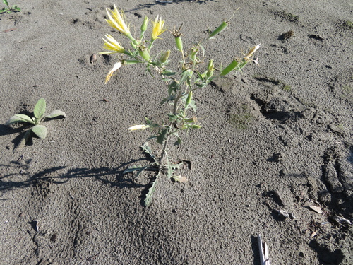 Mentzelia laevicaulis (Giant Blazingstar) (alternate view 5)