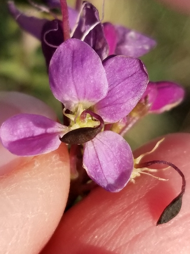 Cleomella serrulata (Rocky Mountain Beeplant)