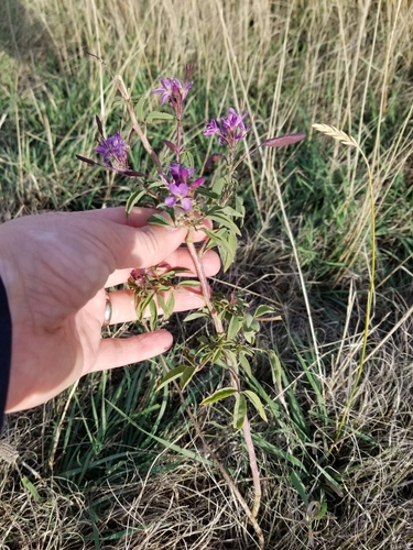 Cleomella serrulata (Rocky Mountain Beeplant) (alternate view 2)