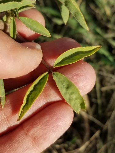 Cleomella serrulata (Rocky Mountain Beeplant) (alternate view 3)
