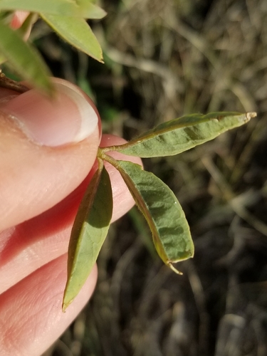 Cleomella serrulata (Rocky Mountain Beeplant) (alternate view 4)