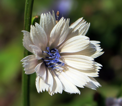 Cichorium intybus (chicory) (alternate view 2)