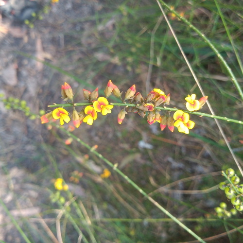 Sphaerolobium minus (globe-pea) (alternate view 5)