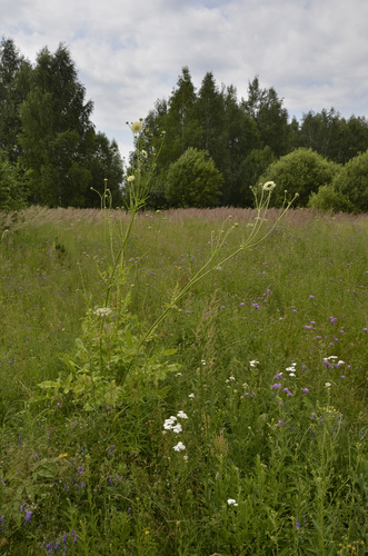 Cephalaria gigantea (Giant Scabious)