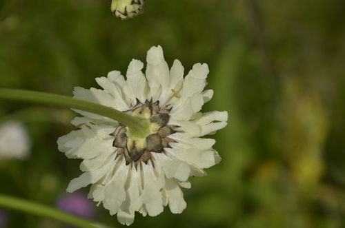 Cephalaria gigantea (Giant Scabious)
