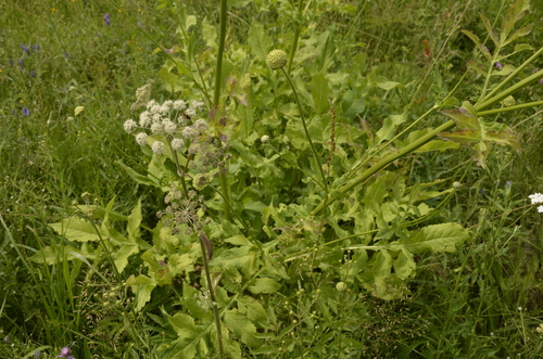 Cephalaria gigantea (Giant Scabious)