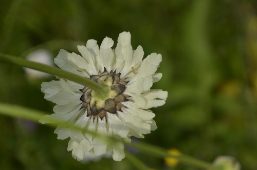 Cephalaria gigantea (Giant Scabious)