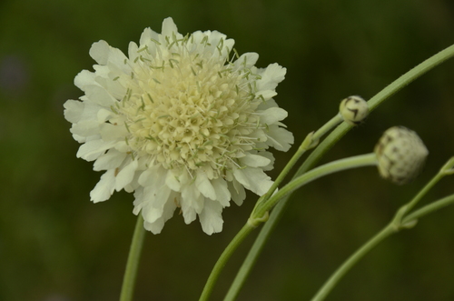 Cephalaria gigantea (Giant Scabious)