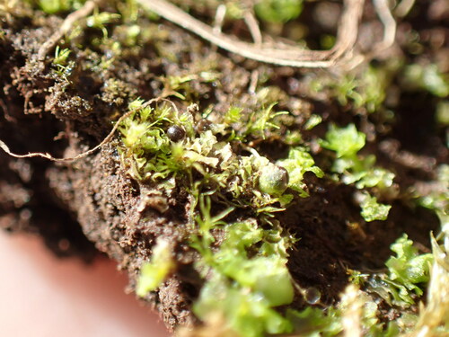 Fossombronia (Frillworts) (alternate view 8)