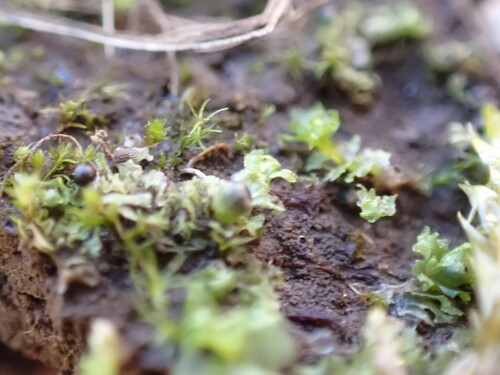 Fossombronia (Frillworts) (alternate view 7)