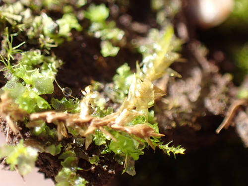 Fossombronia (Frillworts) (alternate view 6)