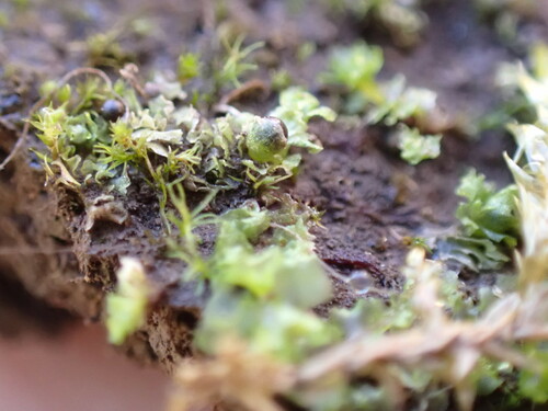 Fossombronia (Frillworts) (alternate view 5)