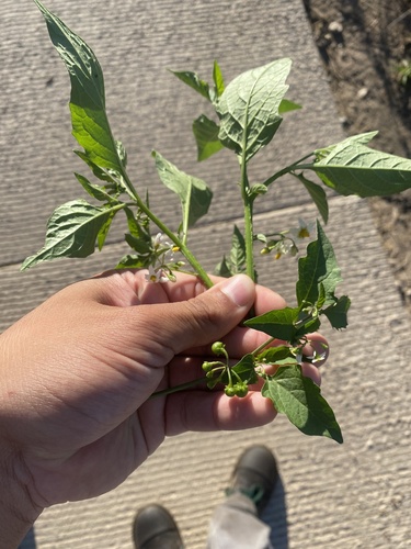 Solanum douglasii (greenspot nightshade) (alternate view 7)