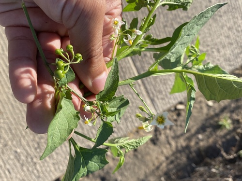Solanum douglasii (greenspot nightshade) (alternate view 8)