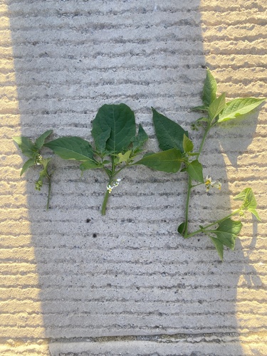Solanum douglasii (greenspot nightshade) (alternate view 5)