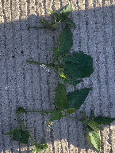 Solanum douglasii (greenspot nightshade) (alternate view 9)