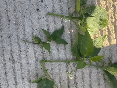 Solanum douglasii (greenspot nightshade) (alternate view 6)