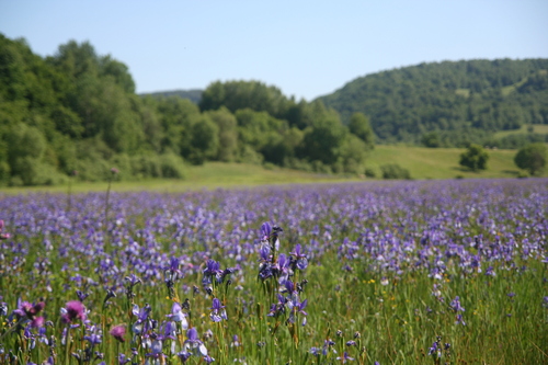 Iris sibirica (Siberian iris) (alternate view 4)