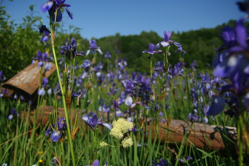 Iris sibirica (Siberian iris) (alternate view 5)
