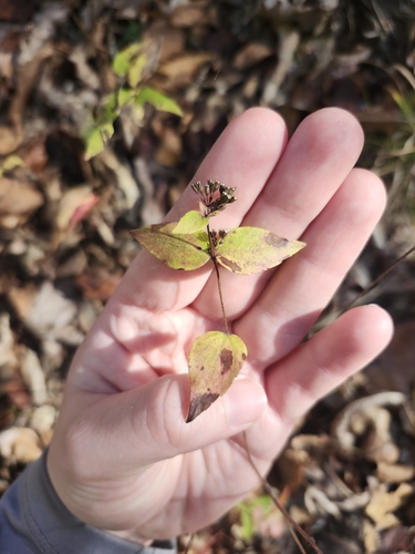 Cunila origanoides (common dittany) (alternate view 4)