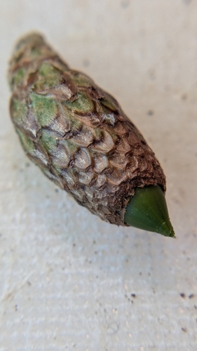 Quercus agrifolia (Coast Live Oak)