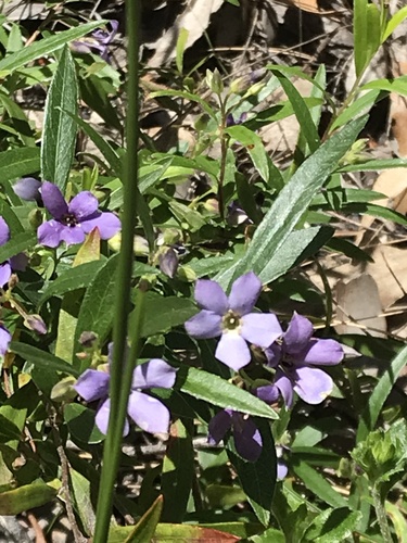 Billardiera cymosa (sweet apple-berry) (alternate view 5)