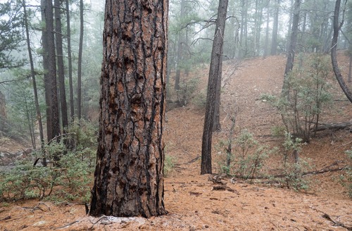Pinus brachyptera (Southwestern Ponderosa Pine) (alternate view 2)