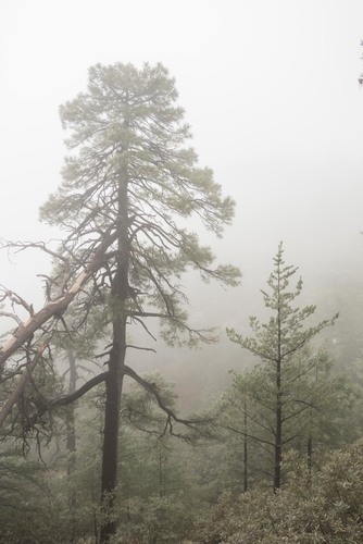 Pinus brachyptera (Southwestern Ponderosa Pine) (alternate view 3)