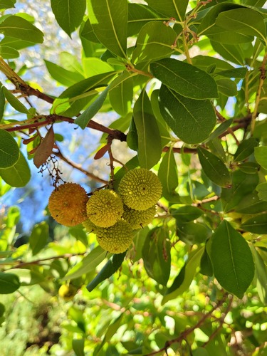 Arbutus x andrachnoides